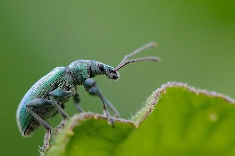 Green Leaf Weevil Found this guy crawling on my leg after resting from a bike ride and so I immediately set the beautiful beetle on a leaf and captured his awesomeness. I do need ID help (Wildflower?) My initial guess is a Green Leaf Weevil however after some brief research I am still unsure. Geotagged,Nettle Weevil,Phyllobius pomaceus,Spring,United Kingdom,bug,insect,macro,nature,wildlife