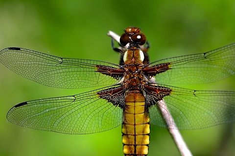 Macro Chaser  Broad-bodied chaser,Geotagged,Libellula depressa,Spring,United Kingdom