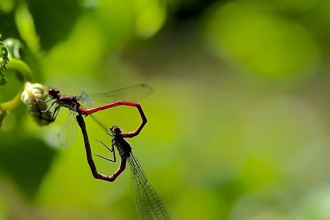 Love is in the air  Geotagged,Large Red Damselfly,Pyrrhosoma nymphula,Spring,United Kingdom