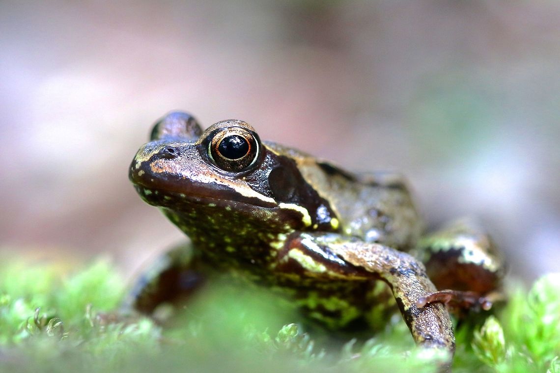 Common Frog Just a small frog found in a wood pile in a dried up bog. I'm off to Thailand for a little while in hopes to find some new creatures. Common frog,Geotagged,Rana temporaria,Summer,United Kingdom