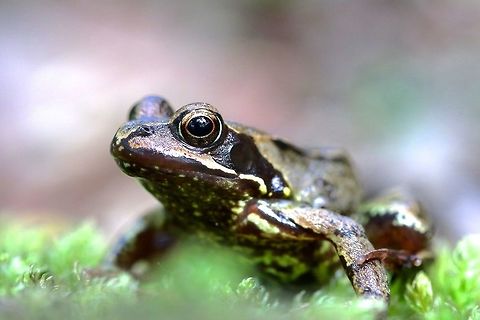 Common Frog Just a small frog found in a wood pile in a dried up bog. I'm off to Thailand for a little while in hopes to find some new creatures. Common frog,Geotagged,Rana temporaria,Summer,United Kingdom