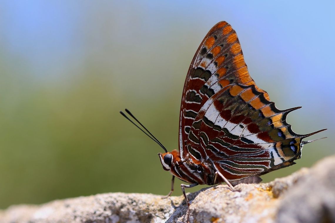The Foxy Emperor Accidentally stumbled upon this beauty while hiking with the monkeys in Gibraltar. Charaxes jasius,Geotagged,Gibraltar,Rock of Gibraltar,Summer,butterfly,insect,macro