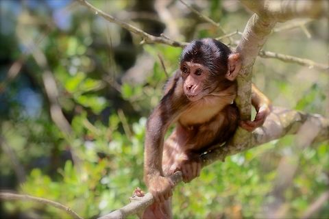 Baby Barbary One of many Macaques on the Rock of Gibraltar. I was surprised to learn these guys are listed as Endangered based on their presence in Gibraltar. Barbary Macaque,Geotagged,Gibraltar,Macaca sylvanus,Summer,baby,monkey