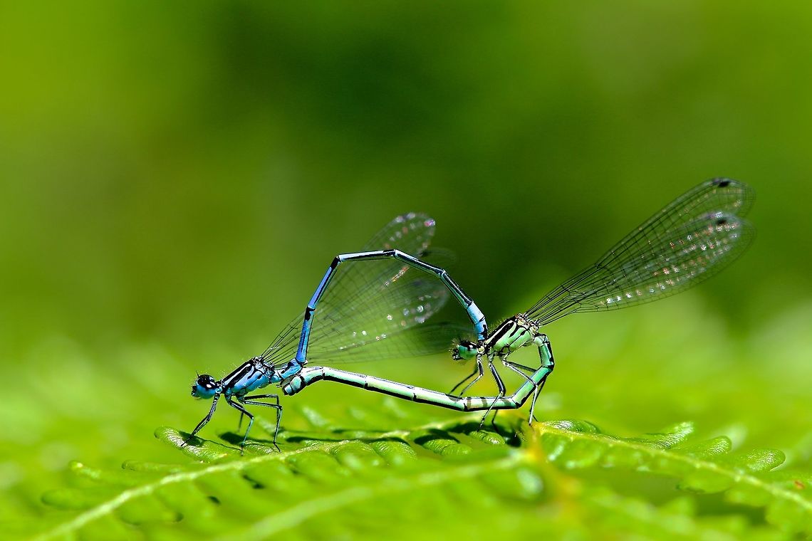 Blue & Green Two dragonflies among many flying around the pond battling for mates.<br />
 Azure Damselfly,Coenagrion puella,Geotagged,Spring,United Kingdom,bug,dragonfly,insect,macro