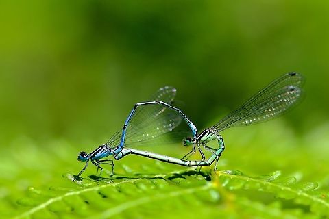 Blue & Green Two dragonflies among many flying around the pond battling for mates.
 Azure Damselfly,Coenagrion puella,Geotagged,Spring,United Kingdom,bug,dragonfly,insect,macro