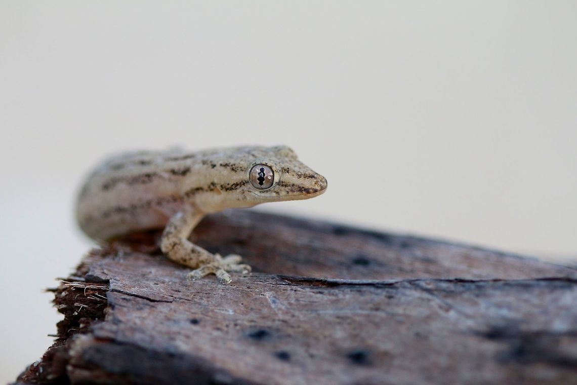 Spiny-Tailed House Gecko One of too few species I found in my brief time in Thailand. Common house gecko,Geotagged,Hemidactylus frenatus,Summer,Thailand,lizard,macro,reptile