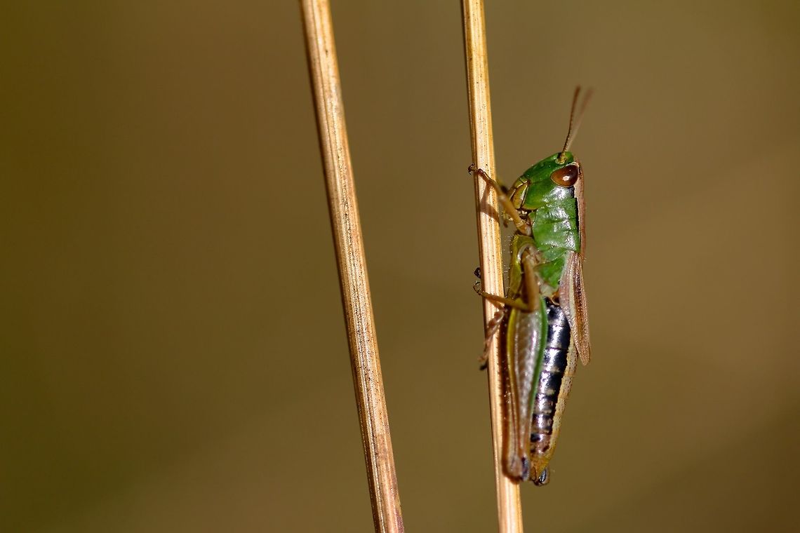Meadow Grasshopper Had an excellent outing today at a new location, which turned up two adders! Chorthippus parallelus,Geotagged,Meadow grasshopper,Summer,United Kingdom,grasshopper,insect,macro