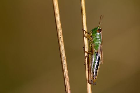 Meadow Grasshopper Had an excellent outing today at a new location, which turned up two adders! Chorthippus parallelus,Geotagged,Meadow grasshopper,Summer,United Kingdom,grasshopper,insect,macro