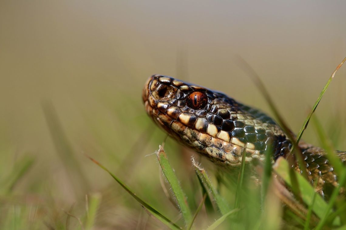 European Adder A large female adder quite black in color was found out basking in the warm sunlight. Geotagged,Summer,United Kingdom,Vipera berus,adder,macro,snake
