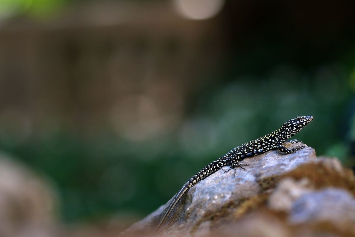 Podarcis muralis nigriventris A cool group of lizards in the hotel garden that will not let you get very close and are certainly too quick to catch. Common wall lizard,Geotagged,Italy,Podarcis muralis,Summer,lizard,macro,reptile