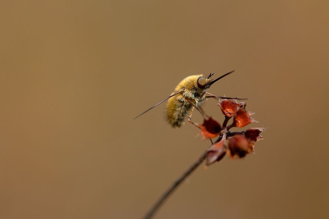 Bee Fly I've literally got no clue as to what this cool looking fuzzy bug is. A few of them were seen about flying around. Geotagged,Italy,Summer,bug,insect,macro