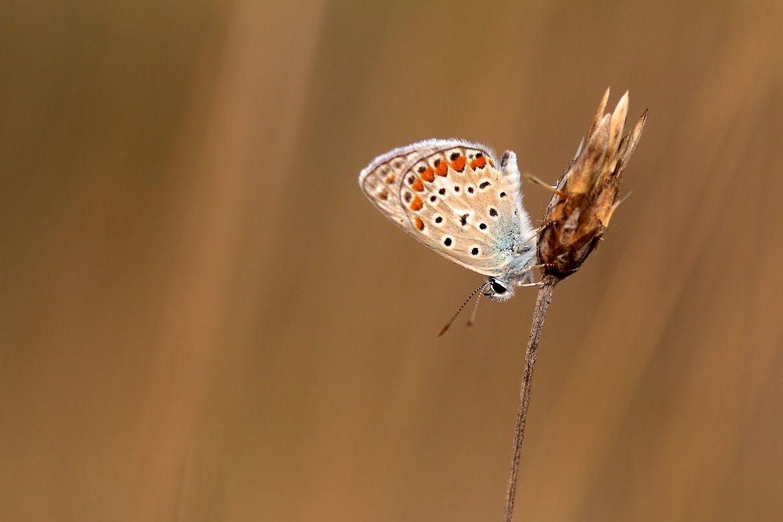 The Common Blue A small butterfly found in huge numbers when walking along the hilly countryside in Tuscany. Adonis blue*,Common Blue,Geotagged,Italy,Pollyommatus bellargus,Polyommatus icarus,Summer,butterfly,insect,macro