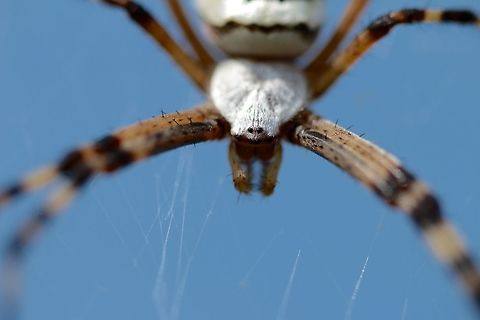 Wasp Spider A close up of a very large wasp spider found in a grassy field. Argiope bruennichi,Geotagged,Italy,Summer,Wasp spider,eyes,macro,spider