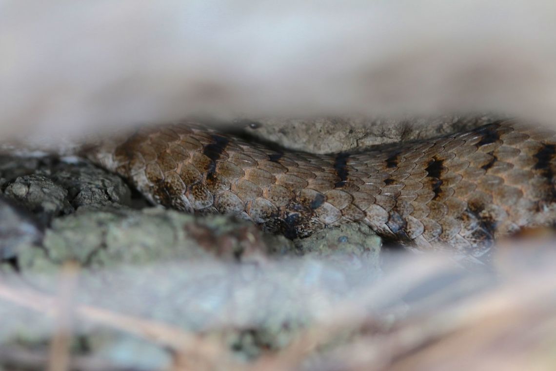 Asp Viper Subspecies: V.a. francisciredi<br />
<br />
Another lower quality image but probably one of my most cherished. This is an Endangered subspecies that I came across hiking in Tuscany. I tried hard to stay calm but my hands shook as they always do. The bronze snake slithered into a crevice and avoided my advances to catch it resulting in only this simple image. Maybe another time Geotagged,Italy,Summer,Vipera aspis,macro,snake,viper,vipera aspis