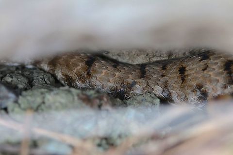 Asp Viper Subspecies: V.a. francisciredi

Another lower quality image but probably one of my most cherished. This is an Endangered subspecies that I came across hiking in Tuscany. I tried hard to stay calm but my hands shook as they always do. The bronze snake slithered into a crevice and avoided my advances to catch it resulting in only this simple image. Maybe another time Geotagged,Italy,Summer,Vipera aspis,macro,snake,viper,vipera aspis