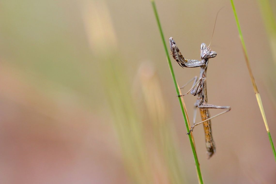 Alien Eyes Not sure of the species but just a small praying mantis hanging around some long grass.  Geotagged,Italy,Summer,insect,macro
