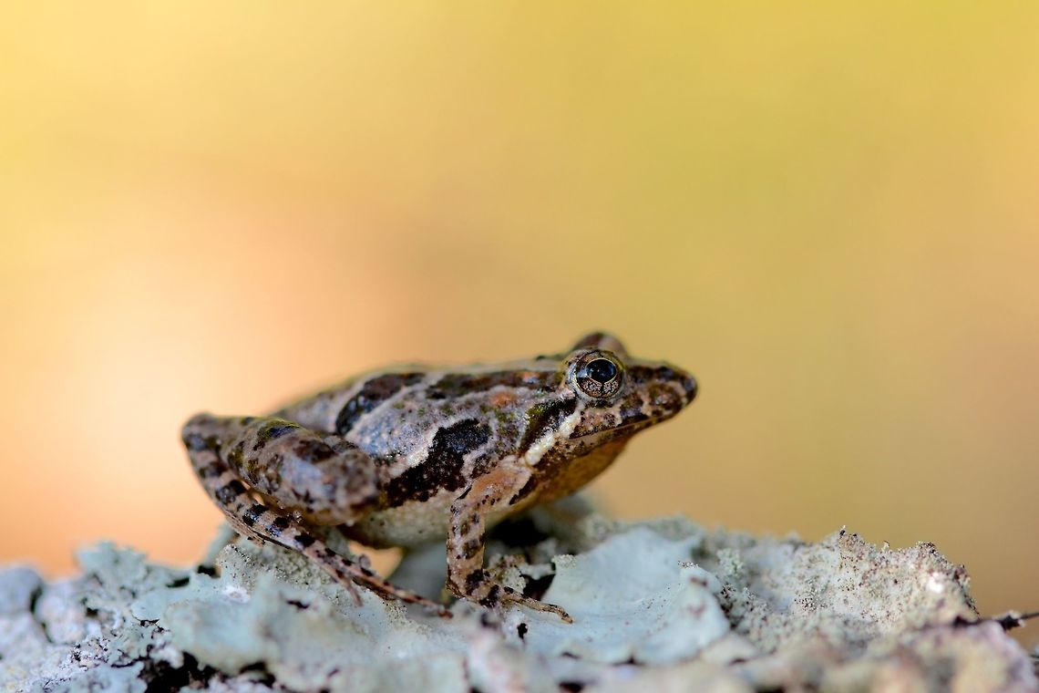 Cricket Frog One of a very large number of cricket frogs found around a protected marsh area. Acris gryllus,Geotagged,Southern cricket frog,Summer,United States,amphibian,macro