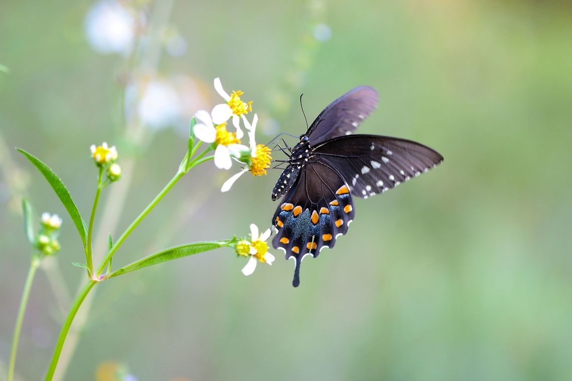 Black Beauty A very large butterfly that I love running into while hiking around in Florida looking for snakes. Black Swallowtail,Butterfly,Geotagged,Papilio polyxenes,Summer,United States,bug,insect,macro