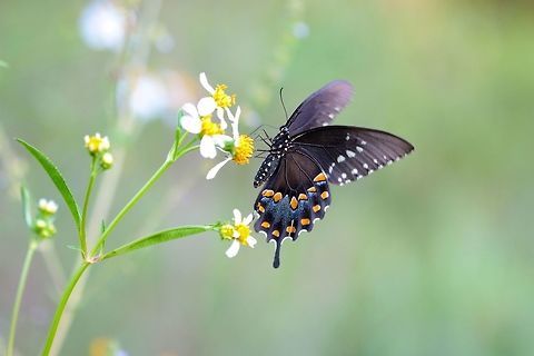 Black Beauty A very large butterfly that I love running into while hiking around in Florida looking for snakes. Black Swallowtail,Butterfly,Geotagged,Papilio polyxenes,Summer,United States,bug,insect,macro