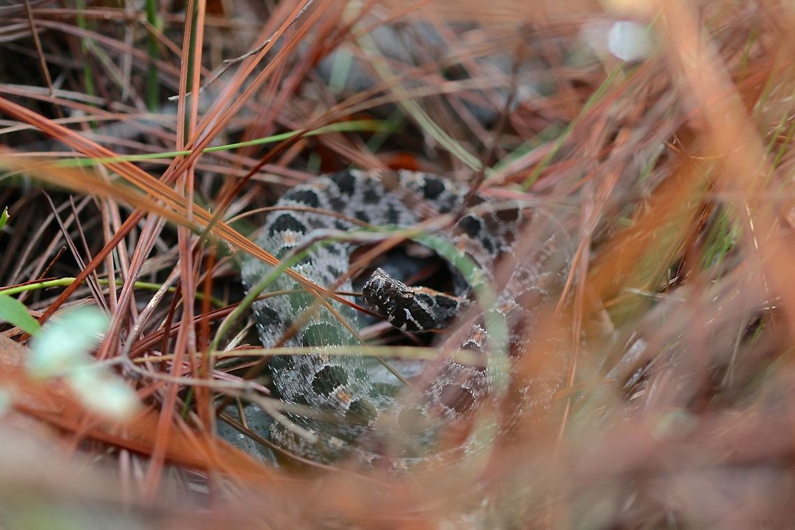 A pocket of poison While hiking a pine forest I almost walked right on top of these two dusky pigmy rattlesnakes. Yes thats right there are two here! The grey fade at the top of the photo is another one. Such tiny snakes I am surprised that I even noticed him but  this find definitely made my day. Geotagged,Sistrurus miliarius barbouri,Summer,United States,macro,rattlesnake,reptile