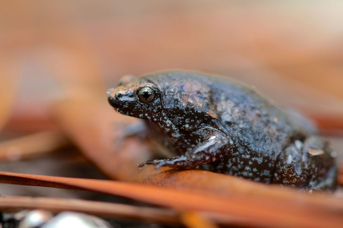Narrow Mouth Toad Another wonderful surprise was this fatty that I haven't seen since I was a little kid. Love the white patterns that look kinda like snowflakes. Gastrophryne carolinensis,Geotagged,Summer,United States,eastern narrow mouthed toad,macro amphibian,toad