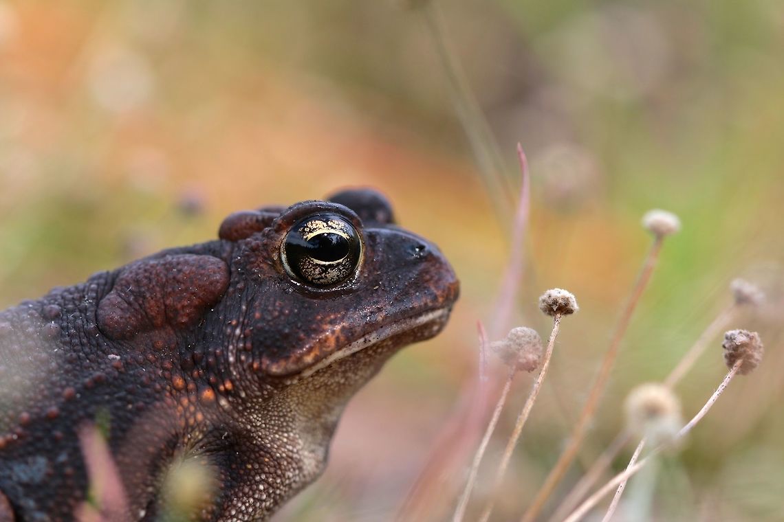 Southern Toad a large southern toad found underneath a log along side a fence lizard. A new species for me so I&#039;m glad to have of found him. Anaxyrus terrestris,Geotagged,Southern toad,Summer,United States,amphibian,macro,toad
