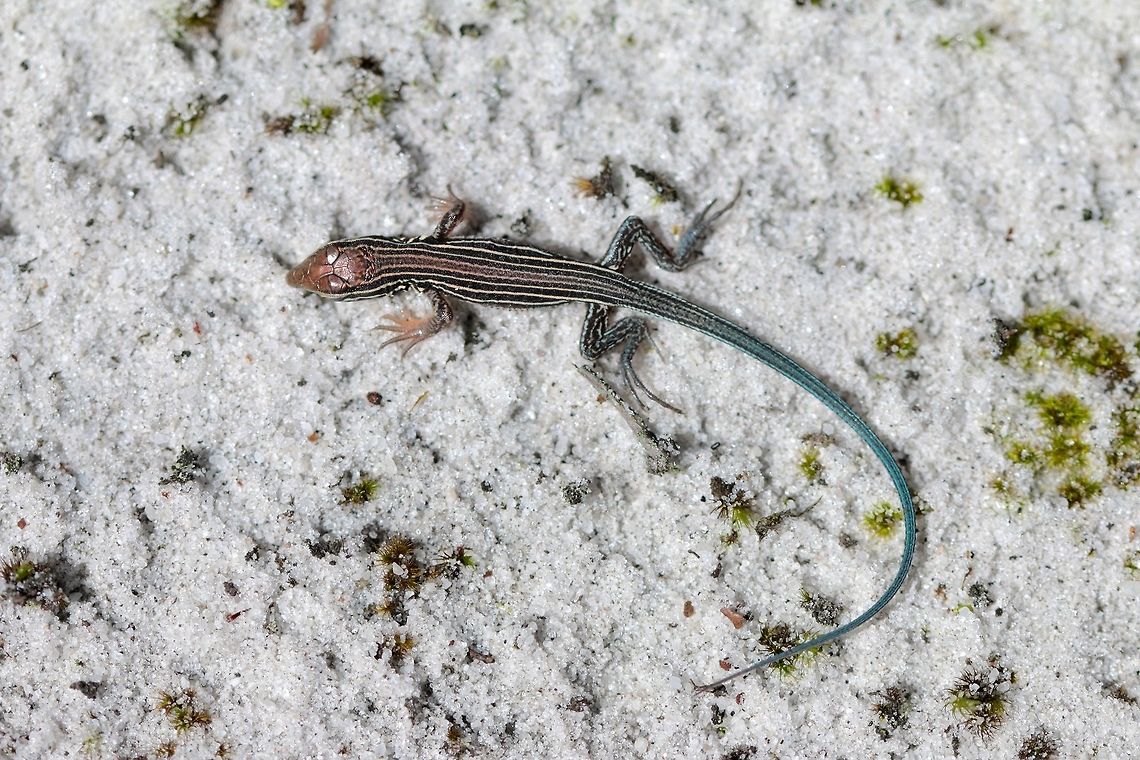 Racerunner Like the name says these guys are super fast. I was only able to slow down this juvenile but he still wouldn't sit for a picture so I opted for an overhead view. Aspidoscelis sexlineata,Geotagged,Six-lined racerunner,Summer,United States,lizard,macro,reptile