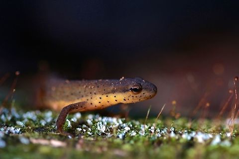 Eastern Newt A morning walk in the woods in search of Pigmy Rattlesnakes came up with this fellow hiding under a rotten log in the wet morning. Eastern newt,Geotagged,Macro,Notophthalmus viridescens,Summer,United States,amphibian,newt,red eft,red-spotted newt