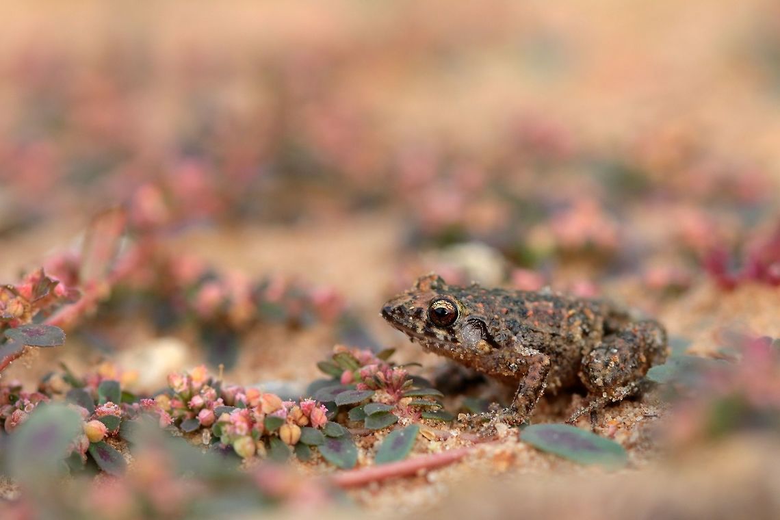 Greenhouse Frog A slow day looking in new locations around Tallahassee. I entered an area they began to clear for a building in the middle of pine forest and searched around in the rubble and junk. I found a perfect piece of trash to flip next to the tree line and found two of these small frogs hopping around along with four southern toads. At first I almost dismissed them as cricket frogs but there was no permanent water nearby so I gave them a second look and I&#039;m sure glad I did. Eleutherodactylus planirostris,Fall,Geotagged,United States,amphibian,frog,macro