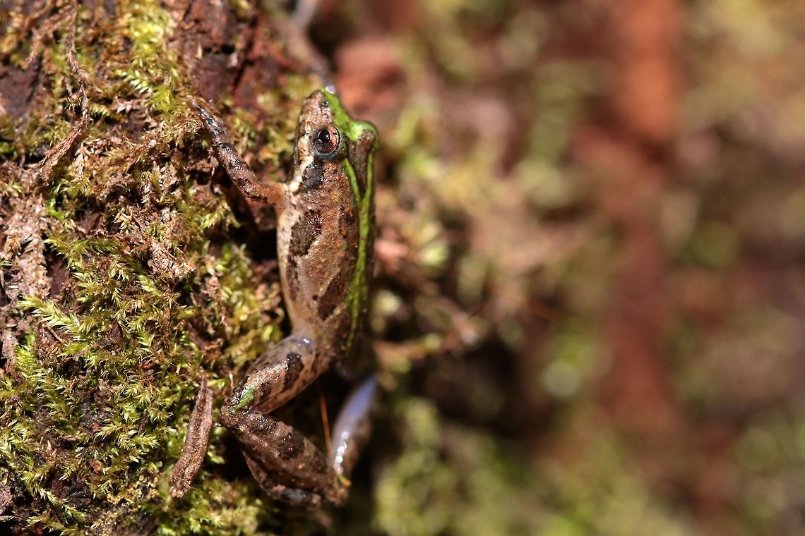 Green Variety Another Southern Cricket Frog but this time an individual of the green variety. Acris gryllus,Fall,Geotagged,Southern cricket frog,United States,amphibian,frog,macro