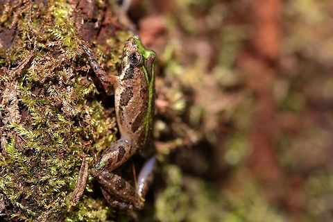 Green Variety Another Southern Cricket Frog but this time an individual of the green variety. Acris gryllus,Fall,Geotagged,Southern cricket frog,United States,amphibian,frog,macro