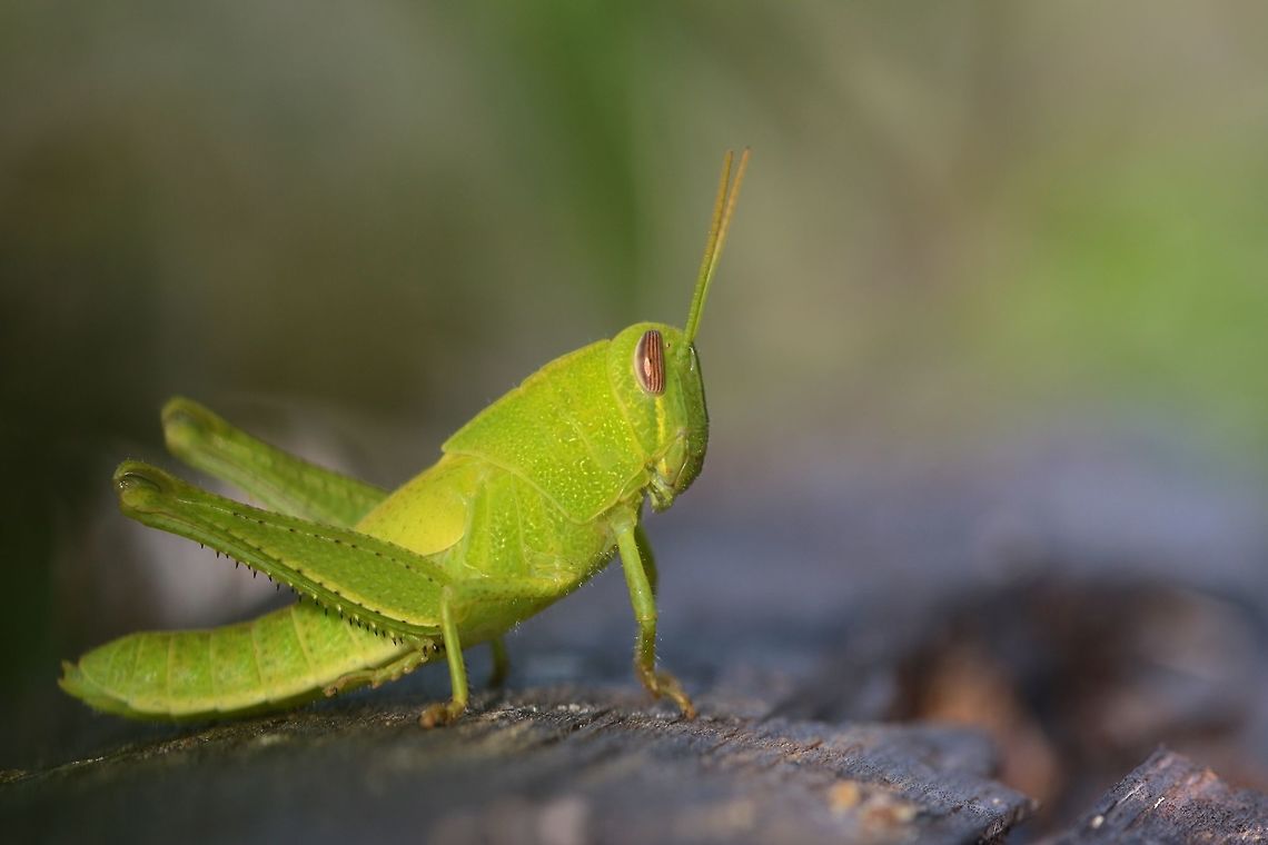 Green Grasshopper I haven't seen such a green grasshopper before. These guys are my favorite from around the area. Fall,Florida Purple-striped Locust,Geotagged,Hesperotettix floridensis,United States,grasshopper,insect,macro