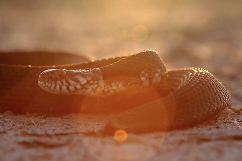 Feisty Flare An adult Southern Water Snake I found creekside at sunset. This old fella's tail had been through a couple rounds but was sure healthy and fat! Water snakes always make me a little nervous as they have a very poor temper so when it came to moving this guy from the creek on shore for a couple shots my hands became a little shaky from the nerves.  Banded water snake,Fall,Geotagged,Macro,Nerodia fasciata,United States,reptile,snake