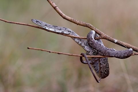 Juvenile Ratsnake I believe this little guy is a juvenile Eastern Ratsnake however it could be a Grey Ratsnake or even better an intergrade of the two. Either way it was a very pretty snake that fell out of a tree and plopped right in front of my feet.  Eastern ratsnake,Fall,Geotagged,Gray ratsnake,Pantherophis alleghaniensis,Pantherophis spiloides,United States,macro,reptile,snake