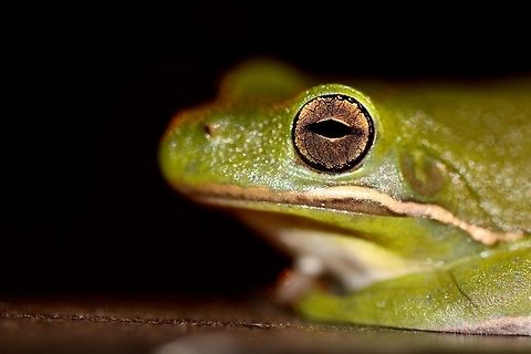 Green Tree Frog Portrait A surprise when walking around at night on campus was this little guy hanging out on a railing. American green tree frog,Fall,Geotagged,Hyla cinerea,United States,amphibian,frog,macro