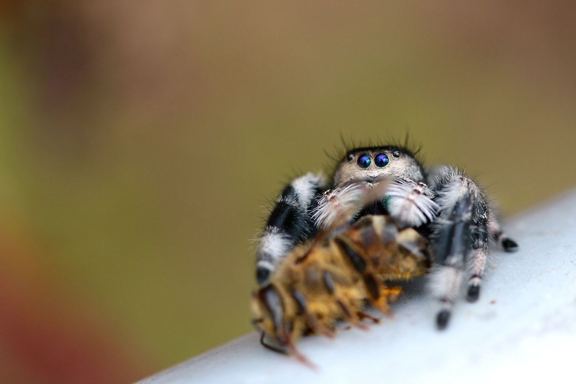 Spider with prey  Fall,Geotagged,Phidippus audax,United States