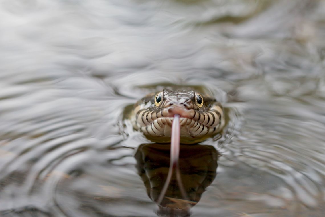 Marco Polo A large southern water snake swimming around after I spooked her from her hangout. She swam in the shallow creek pools for a bit afterward looking for something to eat. Banded water snake,Fall,Geotagged,Nerodia fasciata,United States,macro,reptile,snake
