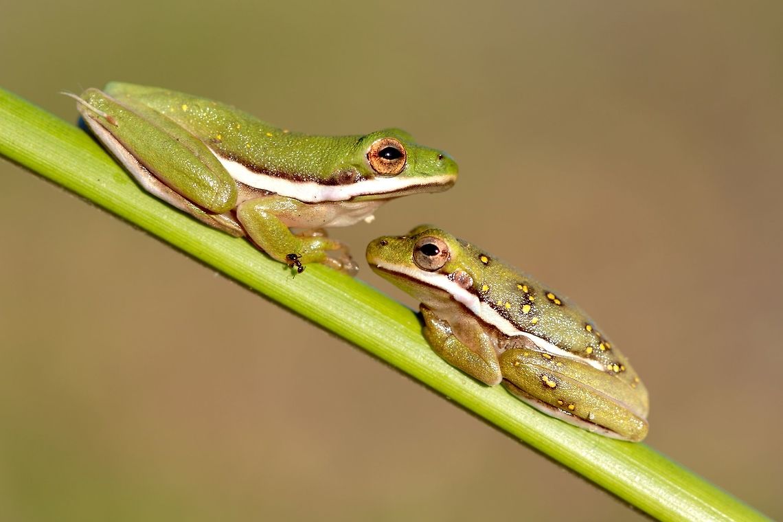 Variety in Green Tree Frogs Two Juvenile Green Tree Frogs hanging out in the reeds that sit at the edge of a pond. These guys are in great numbers at the pond's perimeter and seem to be there seasonally so I can always check up on them and find cool individuals such as the dotted guy on the right. American green tree frog,Fall,Geotagged,Hyla cinerea,United States,amphibian,frog,macro
