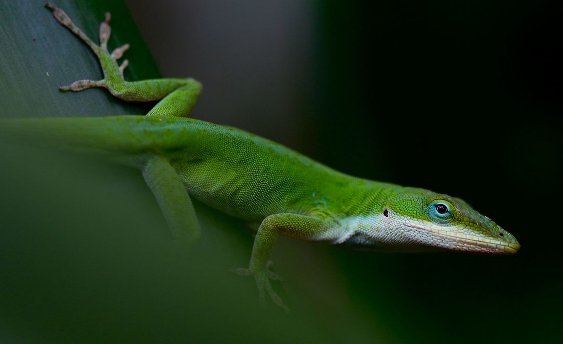 Green Anole A very large Green Anole found hanging on a beautiful white flower probably seeking to catch a few insects. Anolis carolinensis,Carolina anole,Fall,Geotagged,United States,lizard,macro,reptile