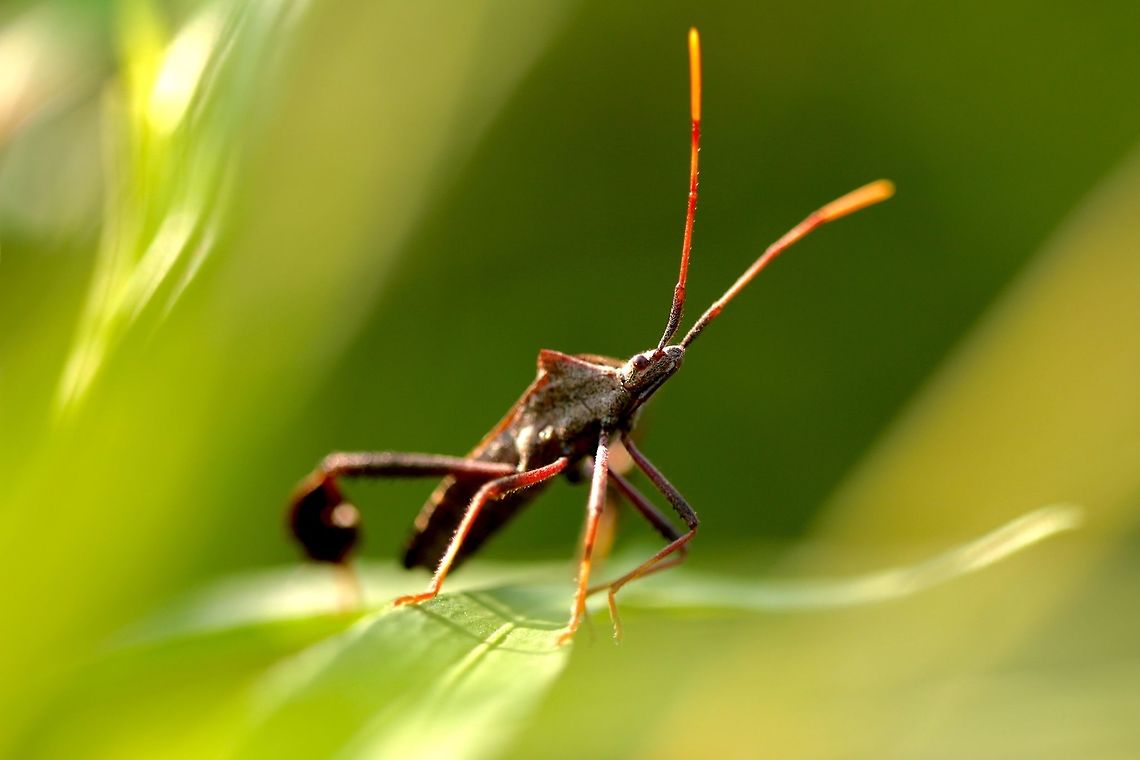 Leaf-footed Bug A neat little bug I found along a pond while in search of Brown Anoles. Florida leaf-footed bug,Geotagged,Leptoglossus phyllopus,Summer,United States,bug,insect,macro