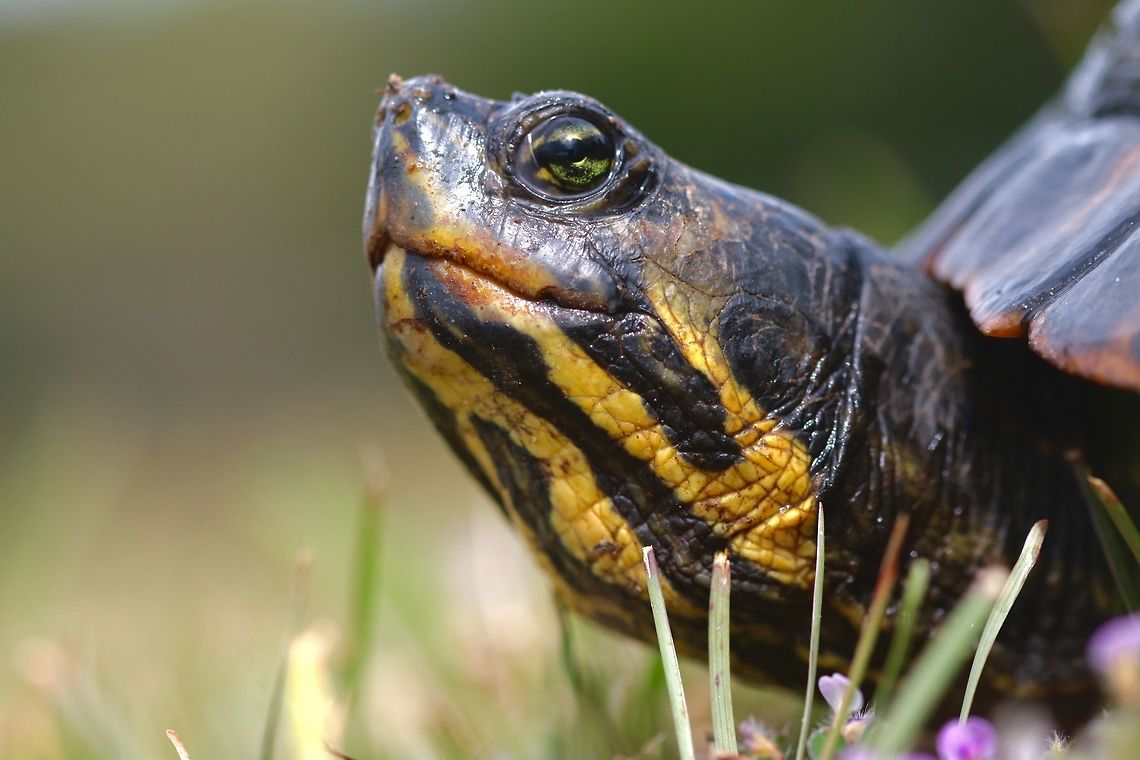 Yellow Bellied Slider Portrait Found this guy stuck between some rocks that he fell into so i plucked him out, snapped some shots, and released him back into the lake. Fall,Geotagged,Trachemys scripta scripta,United States,Yellow Bellied Slider,macro,reptile,turtle