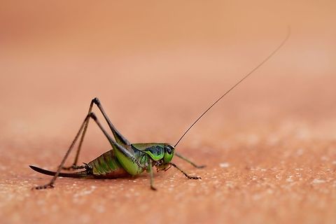 Wart-biter A cool looking cricket I found on the hotel wall in Tuscany. He had a really long antennae I felt obligated to try to include in the photo. Decticus verrucivorus,Geotagged,Italy,Summer,Wart-biter,bug,cricket,insect,macro