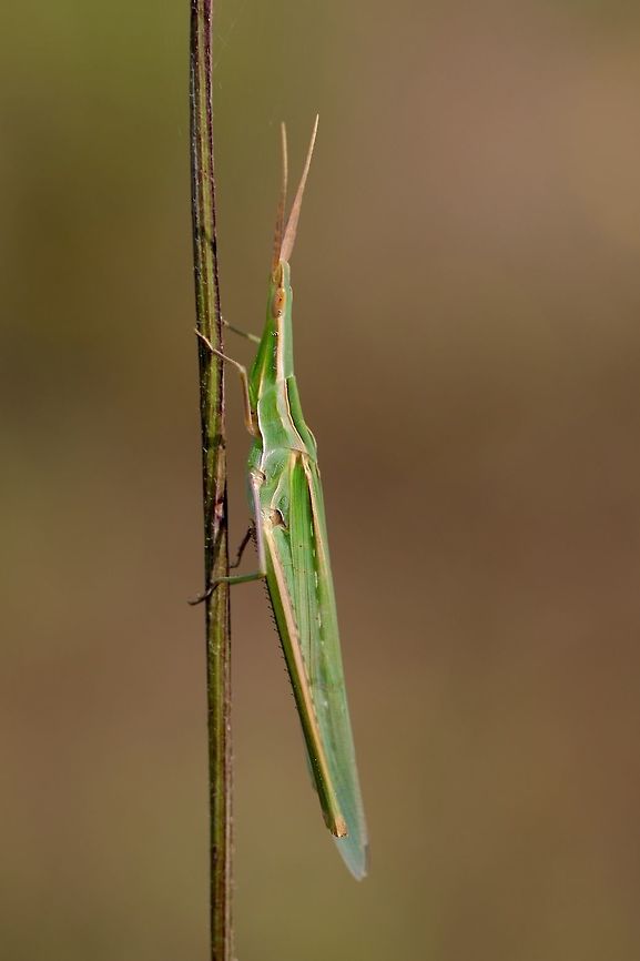 Slim Grasshopper Certainly one of the most unique insects I have ever found. I was quite surprised when I saw him hopping in some marshy fields when I was out looking for snakes. Acrida ungarica,Geotagged,Italy,Nosed Grasshopper,Summer,bug,insect,macro