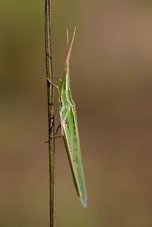 Slim Grasshopper Certainly one of the most unique insects I have ever found. I was quite surprised when I saw him hopping in some marshy fields when I was out looking for snakes. Acrida ungarica,Geotagged,Italy,Nosed Grasshopper,Summer,bug,insect,macro