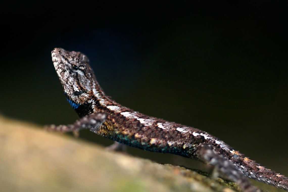 Fence Lizard Upside Down A large male hiding under a rock. These guys are very wary making them difficult to catch for photos, however this guy felt confident in the rock's shadow and let me get a little closer. Eastern fence lizard,Geotagged,Sceloporus undulatus,Summer,United States,lizard,macro,reptile