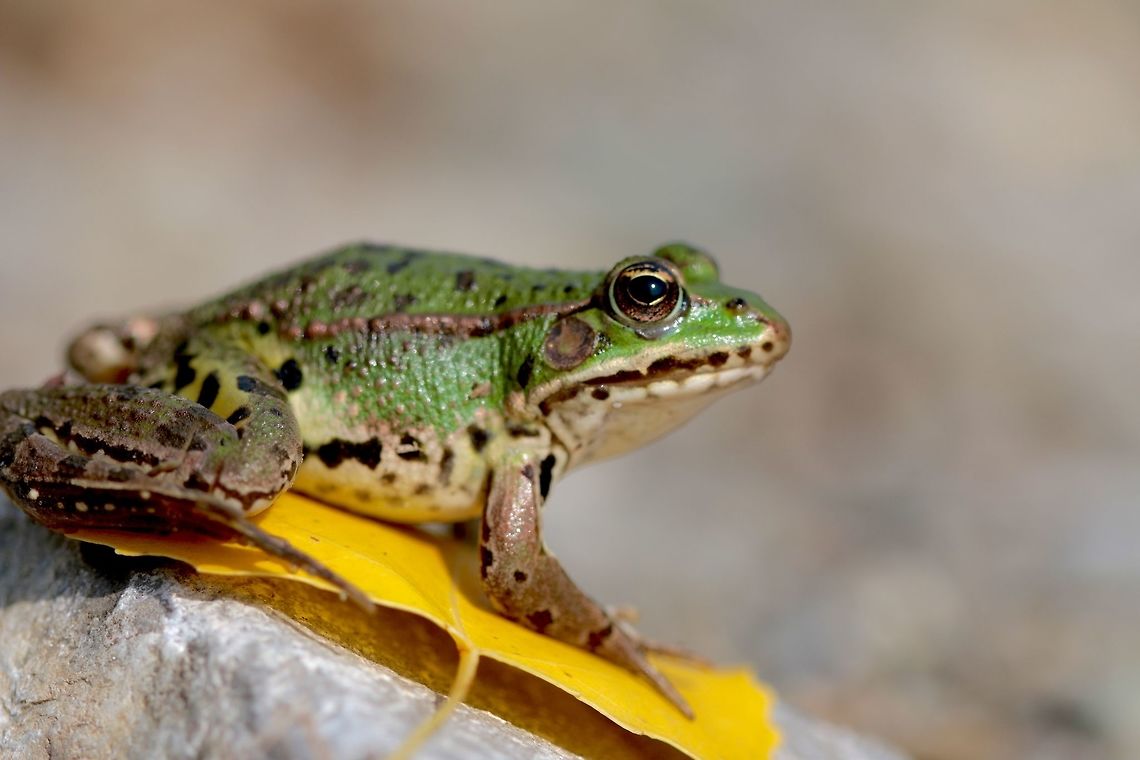 Hybrid This frog is a bit special to me as I&#039;ve never found a hybrid species of amphibian or reptile before so it made for a unique find.  Edible Frog,Geotagged,Italy,Pelophylax kl. esculentus,Summer,amphibian,frog,macro