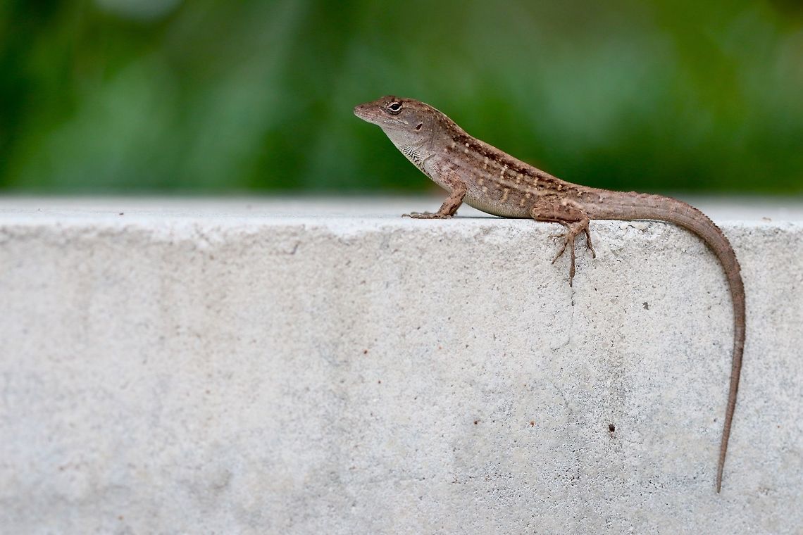 Campus Lizards These little guys are running around on campus all the time. they make for some fun photographs in the down time. I particularly like this shot for some reason, but hope to photograph some mating behavior next spring. Anolis sagrei,Brown anole,Fall,Geotagged,United States,lizard,macro,reptile