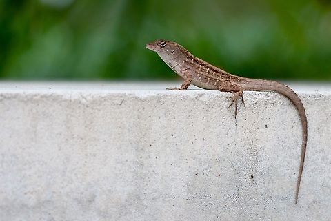 Campus Lizards These little guys are running around on campus all the time. they make for some fun photographs in the down time. I particularly like this shot for some reason, but hope to photograph some mating behavior next spring. Anolis sagrei,Brown anole,Fall,Geotagged,United States,lizard,macro,reptile