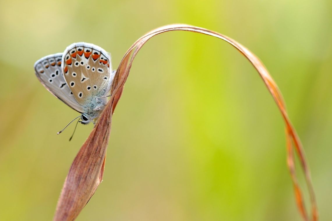 Butterfly Arch One of many little butterflies that I had such a blast trying to photograph while in Italy. Common Blue,Geotagged,Italy,Pollyommatus bellargus,Polyommatus icarus,Summer,bug,butterfly,macro