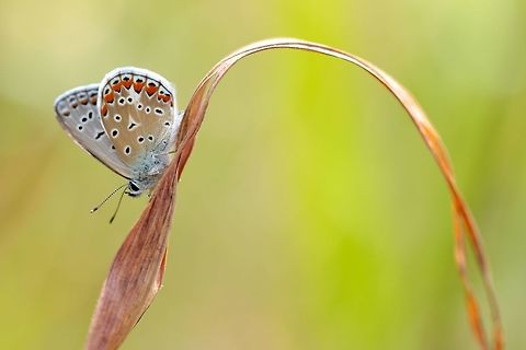 Butterfly Arch One of many little butterflies that I had such a blast trying to photograph while in Italy. Common Blue,Geotagged,Italy,Pollyommatus bellargus,Polyommatus icarus,Summer,bug,butterfly,macro